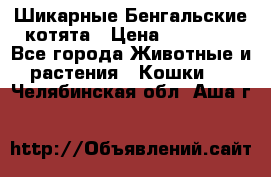 Шикарные Бенгальские котята › Цена ­ 25 000 - Все города Животные и растения » Кошки   . Челябинская обл.,Аша г.